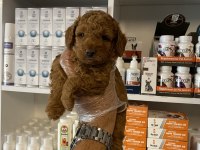 Ruhsatlı çiftlikten poodle yavrularımız