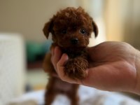 KORE POODLE TEACUP