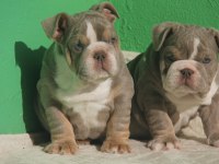 SİTENİN EN RENKLİ EN MÜTEVAZİ BULLDOG ŞEKERLERİ
