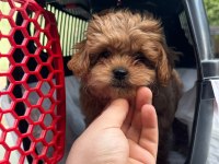 Tüy dökmez koku yapmaz maltipoo