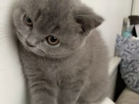 British shorthair yavru oyuncu