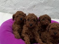 ZİYARETE AÇIK ERKEK DİŞİ POODLE BEBEKLERİM