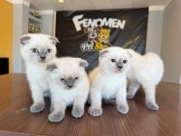 SCOTTISH FOLD YAVRULARI ANKARA MAGAZAMIZDA CANLI GÖRÜN