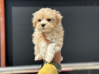 Petmode köpek çiftliğinden tea cup kore maltipoo