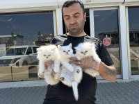 ORJİNAL IRK YAVRU KEDİLER MAGAZAMIZDA CANLI GÖRÜN ANK