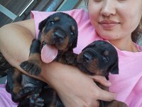 Şecerli Doberman Yavrularımız