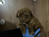 Ev ortamından sağlık ırk garantili poodle bebekler