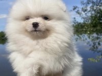 Pomeranian Boo Yavrularımız