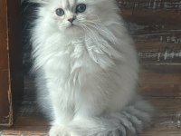 Silver safkan erkek yavru kediler