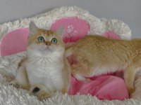 Scr li anne babadan golden ny12 Brıtıah shorthair