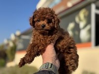 Petmode köpek çiftliğinde ziyarete açık toy poodle