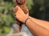 ÇİŞ EĞİTİMLİ SAĞLIK GARANTİLİ AŞILI TOY POODLE