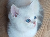 Safkan British Shorthair
