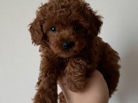 800 GR TOY POODLE