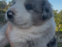 Süper Kalite Mavi Gözlü Merle French Bulldog Yavrular