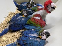 BELGELİ FATURALI MİKRO ÇİPLİ BEBEK MACAW YAVRUMUZ