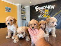 EN GÜZELİNİ ARAYANLARA MALTİPOO YAVRULAR HAZIR ANKARA