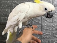 Fulll evcil kakadu papağanı