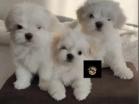 PETS WORLD GÜVENCESİ İLE MALTESE YAVRULARIMIZ