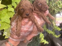 IRK VE SAĞLIK GARANTİLİ RED BROWN POODLE BEBEKLERİMİZ