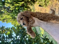 Poodle harikası kıvır kıvır bebekler