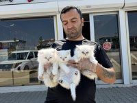 SHOW KALİTE BRITISH YAVRULARI FENOMEN PETS ANKARA