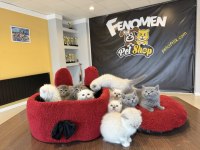 TOP KAFA SCOTTISH FOLD VE BRITISH YAVRULARIMIZ ANKARA