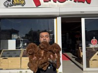 MALTESE YAVRULAR MALTİPO VE TOY POODLE YAVRULAR ANK