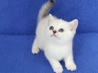 YENİ YUVASINA GİTMEYE HAZIR BRİTİSH PONÇİK