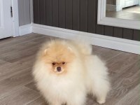 FCI Export Sçr Belgeli Pomeranian lar Petmod den