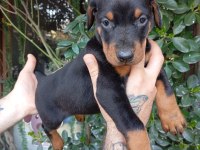 IRK VE SAĞLIK GARANTİ SAF KAN DOBERMAN YAVRULARIMIZ
