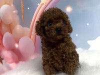 RED BROWN TOY POODLE YAVRULAR