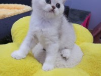 Safkan Silver Shaded 2 ve 3 aylık kediler Catteryden
