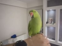 Full evcil konuşan pakistan papağanımız çiko
