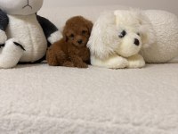 Toy poodle mini bebeğimiz