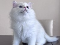 BRITISH LONGHAIR YAVRUMUZ