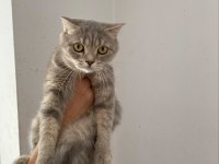 1,5 yaşında dişi Britiish SHORTHAİR