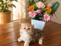DÜNYALAR GÜZELİ GOLDEN BRİTİSH LONGHAİR OĞLUMUZ