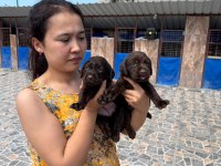 Labrador köpeği yavrularım