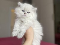 BRITISH LONGHAIR YAVRULARIM
