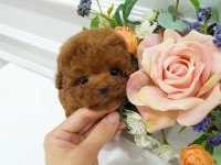 UYGUN BÜTÇELİ POODLE BİZDEN FİYAT ALMADAN YAVRU ALMAYIN