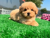 F2 MALTİPOO YAVRULARI