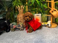Kore Kan Toy Poodle Yavrularımız