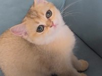 Golden british shorthair yavrular