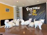 KEDİCİDEN BRITISH SHORTHAIR YAVRULAR MAĞAZAMIZDA GÖRÜN