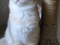 Safkan British shorthair Ny 11 iki yavru dişi ve erkek