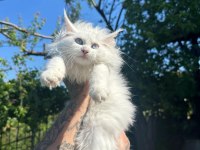 Safkan mavi gözlü maine coon xxl şecereli
