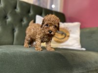 Toy poodle yavrularımız