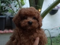TEACUP KORE POODLE YAVRULAR!