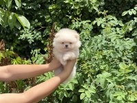 Pomeranian Boo Bebekler